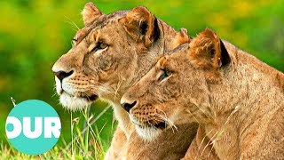 How Lioness Take Over the Lead in the Warthog Hunt  Our World [upl. by Missi]