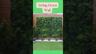 diy Vertical Gardening Hacks for Your Homes Boundary Wall youtubeshorts trending viralshorts [upl. by Zehcnas477]