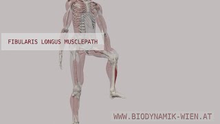 Fibularis Longus Musclepath 3D Animation [upl. by Egbert]