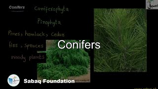 Conifers Biology Lecture  Sabaqpk [upl. by Nesnah]