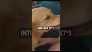 Unlock the Secret to a Happier Pet 🐾 You Wont Believe How Easy It Is [upl. by Haynor680]