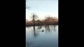 Cob Mute Swan Shortly After Sunrise 110924 [upl. by Croom388]