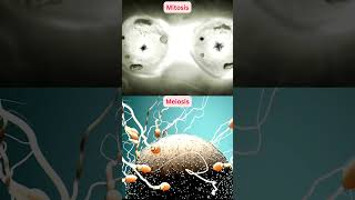 Mitosis vs Meiosis [upl. by Gayler]