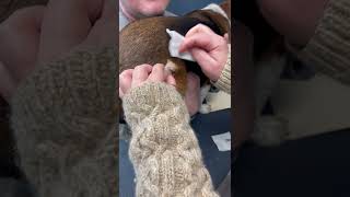 Cyst Popping  Dr Steffen DVM Cutting amp Squeezing Puss From Cyst On A Dog [upl. by Idnac]