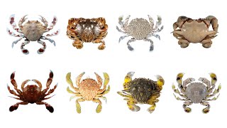 8 Moon Crab Species with Scientific Names  Matutidae Family Infraorder Brachyura MoonCrabs crab [upl. by Cyrus]