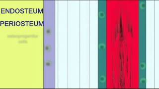 BONE TISSUE PERIOSTEUM amp ENDOSTEUM [upl. by Ahsotal]