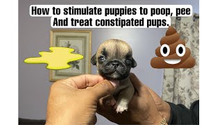 How to stimulate puppies to poop and pee Dealing with ￼￼constipated￼ pups [upl. by Parfitt]