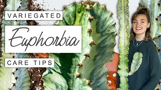 Variegated Euphorbia TIPS  TRICKS 🌵 Complete Care Guide For Euphorbia Variegata [upl. by Muslim]