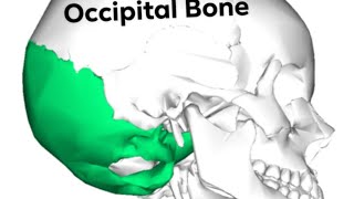 occipital Bone part 2 [upl. by Maller]