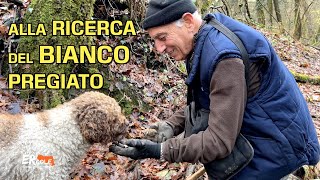 Quattro zampe alla ricerca del bianco pregiato [upl. by Fridlund25]