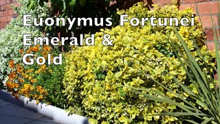 Euonymus Fortunei Emerald amp Gold Winter creeper tough reliable shrub climber plant [upl. by Ronym]