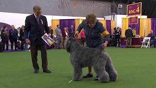 Bouviers des Flandres  Breed Judging 2020 [upl. by Saum684]