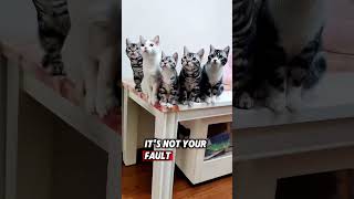 a bunch of cats singing smelly cat by Phoebe Buffay friends phoebe [upl. by Enar]