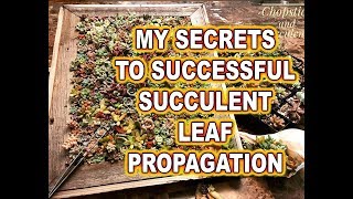 How to successfully propagate succulents from leaves [upl. by Francene]