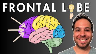 The Frontal Lobe  Location and Function [upl. by Hilda]