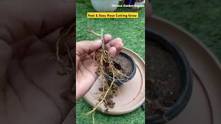 Fast amp Easy Rose Cutting Grow  rose cuttinggrow rootgrow grafting roseplant shortsviral [upl. by Kat547]