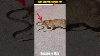 Cat Strong Reflex 💀  Cat vs Snake 😱 shorts [upl. by Friedrick]