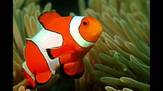 Focus on Species Clownfish aka anemonefish [upl. by Awe]