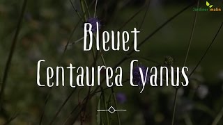 Bleuets centaurea cyanus [upl. by Bonnie]