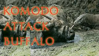 Full video The Process Komodo Catch Big Buffalo Komodo Dragon Takes Down Water Buffalo top [upl. by Ahusoj]