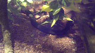 Garter snake terrarium  Cute curious black garter snake [upl. by Harsho]