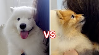 My Dog Reacts To A Kiss Mom VS Dad [upl. by Leanatan]