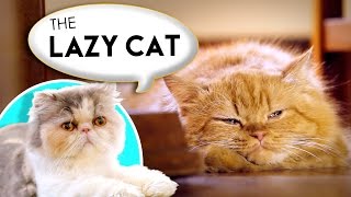 How to Name Your Lazy Cat [upl. by Eterg222]