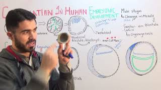 L4 Gastrulation In Human Embryonic Development fully explained by Dr A Hadi [upl. by Leahcimnaj948]