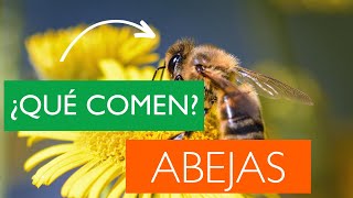 ¿Qué comen las abejas  ¿De qué se alimentan las ABEJAS [upl. by Nnyledam973]