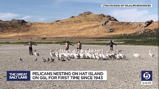 It is very exciting Pelicans return to Hat Island on the Great Salt Lake [upl. by Kape]