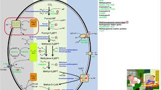 Methanogenesis Intestinal Biosynthesis of Methane [upl. by Auqenet]