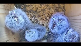 Grayson and Gracie Screech Owl Live Stream [upl. by Leoni953]