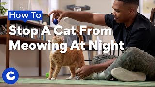 How to Stop Your Cat From Meowing at Night  Chewtorials [upl. by Luhar232]