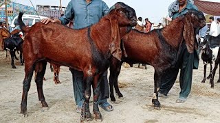 Bakra Mandi Sahiwal ki update beetal breeder bakry 03124058010 Altaf goat farm [upl. by Hoshi]