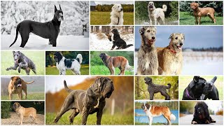 Podcast 152 The Largest Dog Breeds  What to know [upl. by Llemar]