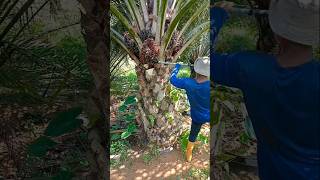 Palm hervesting video palmoil ytshorts palmoilindustry newreel viralshort palmoilmalaysia [upl. by Maleki]