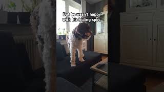 Super sneaky dog hides his treat dogcomedy funnydogvideo funny [upl. by Ahscrop]