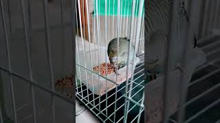 Budgerigar bird feeding time nature food birds foodie viralvideo reels mirajknight [upl. by Glennis]