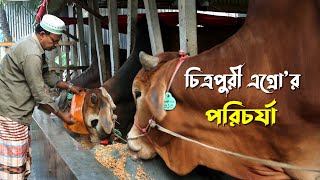 965 চিত্রপুরী এগ্রো গরুর খামার এর পরিচর্যা  রই মানিক গরু পালন। RIManikChitrapuri Krishichitra [upl. by Aisila]