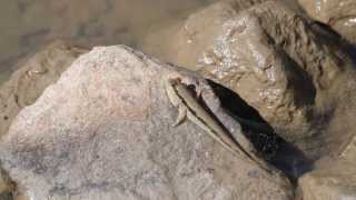 Mudskippers Fish That Can Walk on Land [upl. by Knoll]