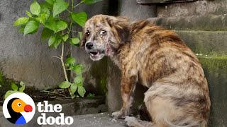 Stray Puppy Gets Rescued And Cant Stop Jumping For Joy  The Dodo [upl. by Yajiv946]