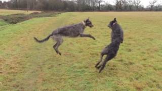 Deerhounds [upl. by Baggett]