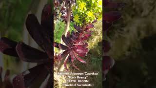 Aeonium Succulent death bloom succulent aeonium bloom arboreum zwartkop succulentlover winter [upl. by Tnias]