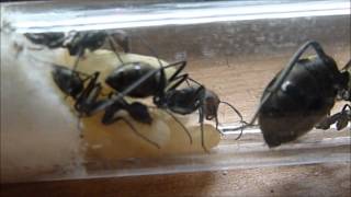 Camponotus singularis [upl. by Eeral]