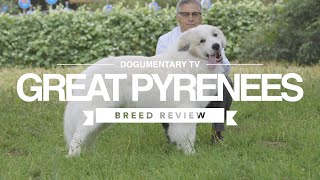 GREAT PYRENEES BREED REVIEW [upl. by Ardisj531]