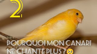 Pourquoi Mon Canari Ne Chante Plus La suite [upl. by Aliekahs]