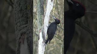 Woodpecker Pecking ASMR 🙀 [upl. by Ahseek]