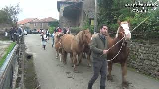 Feria de Sanfelices de Buelna 17 11 2024 [upl. by Bethesda]