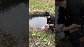 Fish catching technique 🐟🐟✅ fishing fishingtechniques farming 🐟✅ [upl. by Simmonds780]