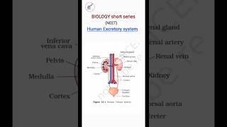 Human excretory system class 11 biologyshorts neet study boosterofficial [upl. by Ayk]